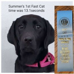Summer - Labrador Retriever