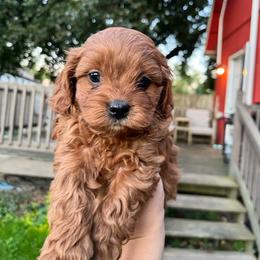 Pumpkin - Red male Cavapoo puppy in Bloomfield, New York from Campbell Cavapoos
