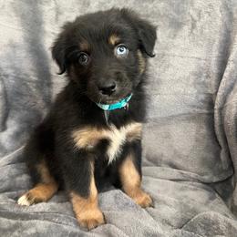 Willie Boy-4 - Black tri-color male Australian Shepherd puppy in Mena, Arkansas from Fat-Bottom Farms