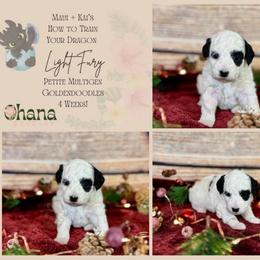 Light Fury - Parti female Goldendoodle puppy in Haltom City, Texas from Ohana Doodles
