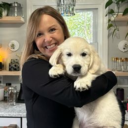 Golden Retriever Puppies from Fiddle In Gold Retrievers