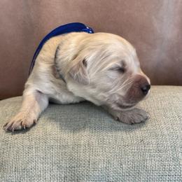 Mr Blue - Light golden male Golden Retriever puppy in Patterson, California from Trusted Valley Retrievers