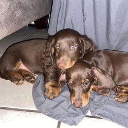 Dachshund Puppies from Dreaming of Dachshunds