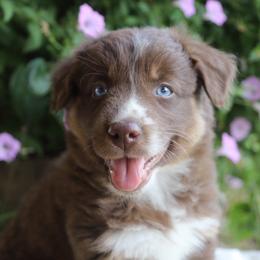 Callie - Red tri-color female Australian Shepherd puppy in Hillsboro, Ohio from Sugar Grove Farms