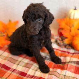 Jester - Brown male Poodle puppy in Lavonia, Georgia from Peach Blossom Kennels