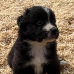 Larkspur - Black & white female Australian Shepherd puppy in Ellensburg, Washington from Creekside Aussies
