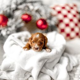 Mister Fantastic - Red  male Goldendoodle puppy in Springville, Utah from Happy Doodle