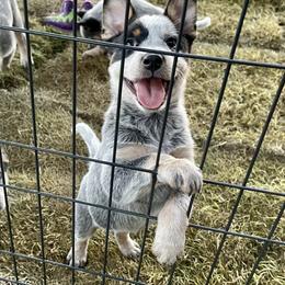 Australian Cattle Dog Puppies from Tin Roof Australian Cattle Dogs
