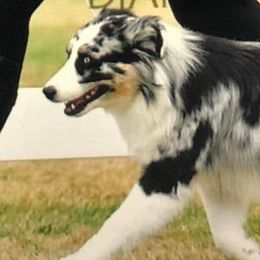 Lunar - Miniature American Shepherd