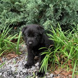 Blue Collar Boy - Black male German Shepherd puppy in Batesville, Mississippi from Shepherd Farms