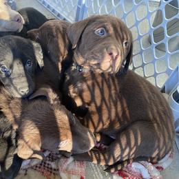 Dilute Retriever Puppies from Weathervane Labs