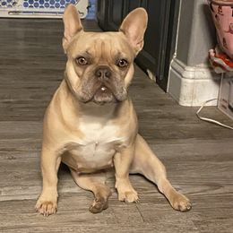 Sky Sky - French Bulldog