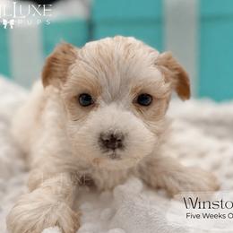 Winston - Parti male Yorkshire Terrier puppy in Scottsdale, Arizona from Lil Luxe Pups