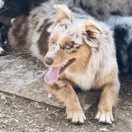 Nike - Australian Shepherd
