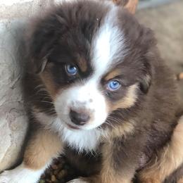 Miniature Australian Shepherd Puppies from Kuttin’ Up Mini Aussies