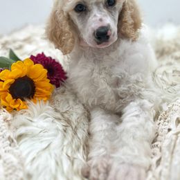 Poodle Puppies from Wild Suns Farm