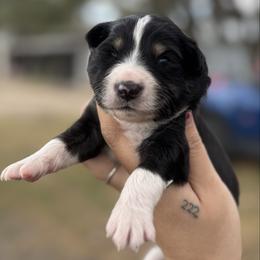 Teddy - Black tri-color male Australian Shepherd puppy in Orlando, Florida from Skaky Shepherds