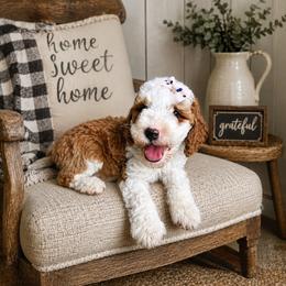 Goldendoodle puppies from Zink Doodles