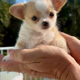 Flip Son - Red and white male Chihuahua puppy in Cape Coral, Florida from Inspired Chihuahuas