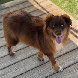 Jaeger - Red tri-color male Australian Shepherd puppy in Tyner, Kentucky from Lil’ Town Aussies