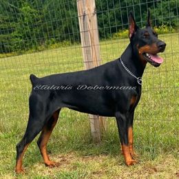 Tiara - Doberman Pinscher