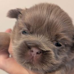 Alan - Liver male Shih Tzu puppy in Canton, Ohio from Winning Colors Shih Tzu