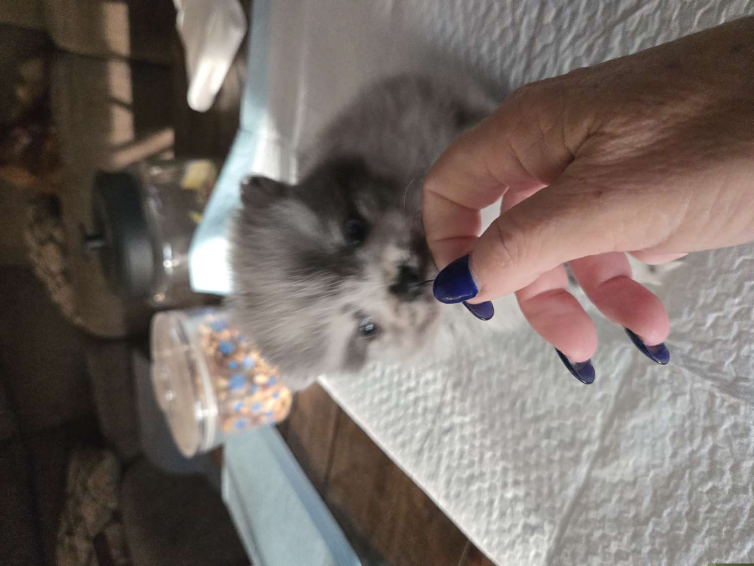 Boy 1 - Blue merle male Pomeranian puppy in Prattville, Alabama from Hall's Precious Babies