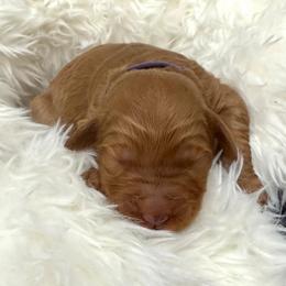 Meena - Red  female Goldendoodle puppy in Spokane, Washington from Goldendoodles on the Prairie