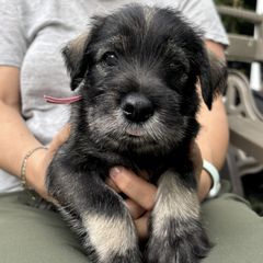 Peaches - Pink collar - NATURAL girl - Pepper and salt female Standard Schnauzer puppy in Mamaroneck, New York from Harbor Hill Standard Schnauzers