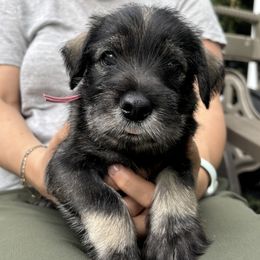 Peaches - Pink collar - NATURAL girl - Pepper and salt female Standard Schnauzer puppy in Mamaroneck, New York from Harbor Hill Standard Schnauzers