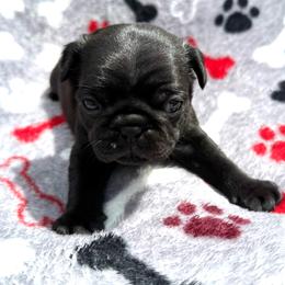 Magic - Black female Pug puppy in Ludowici, Georgia from Royal Destiny Kennels