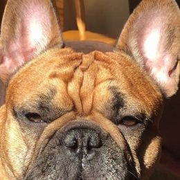Sugar - French Bulldog