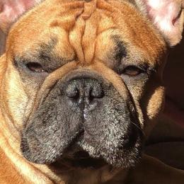 Sugar - French Bulldog
