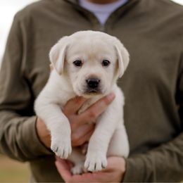 Phantom - Yellow male Labrador Retriever puppy in Allons, Tennessee from UC Labradors LLC