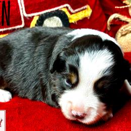 BRUSHY CREEKS RAVEN - Black tri female Miniature Australian Shepherd puppy in Red Oak, Texas from Brushy Creek Aussies & Mini Aussies