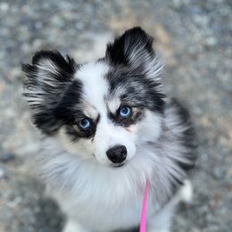 Mina - Pomsky