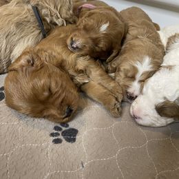 Goldendoodle and Golden Retriever Puppies from Valley of the Sun Breeders