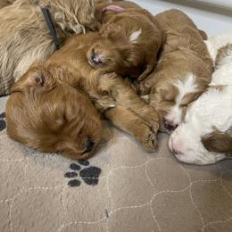 Goldendoodle and Golden Retriever Puppies from Valley of the Sun Breeders