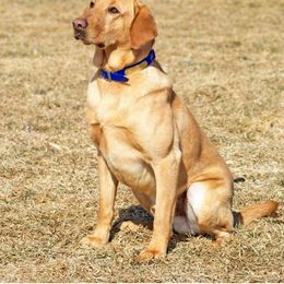 Labrador Retrievers from LaBelle Labradors