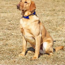 Labrador Retrievers from LaBelle Labradors