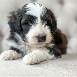Penny - Sable female Aussiedoodle puppy in Granbury, Texas from Triple Cross Doodles