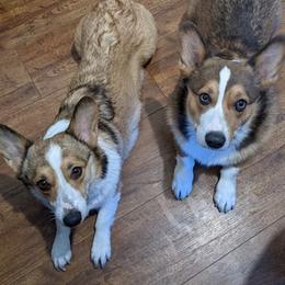 Pembroke Welsh Corgis from HB Corgi Ranch