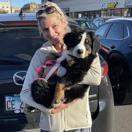 Bernese Mountain Dog Puppies from Lonesome Pine Farm