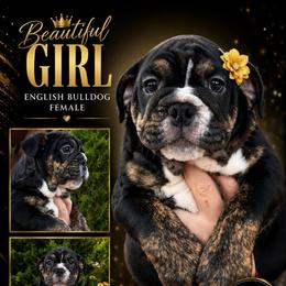Blackberry - Black tri-color female Bulldog puppy in Seattle, Washington from mama Myra bulldogs