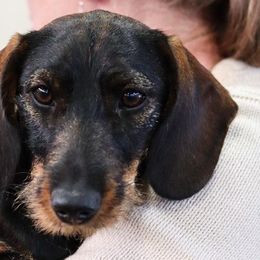 Dachshunds and Leonbergers from Enchanted Desert
