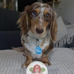 Sundae - Dachshund