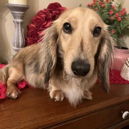Remi - Dachshund