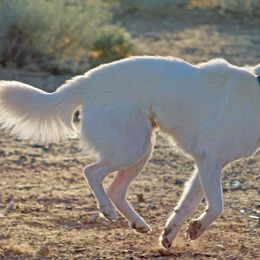 Jindo All Grown Up from YooShin Kennels