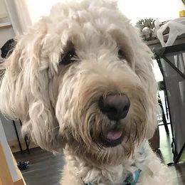 Goldendoodles from Plant City Doodles
