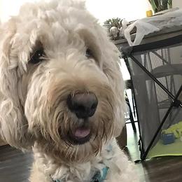 Goldendoodles from Plant City Doodles